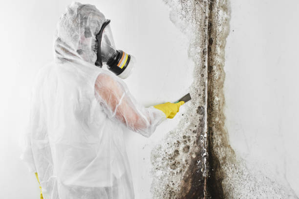 Trusted Stony Brook University, NY Mold Removal Experts