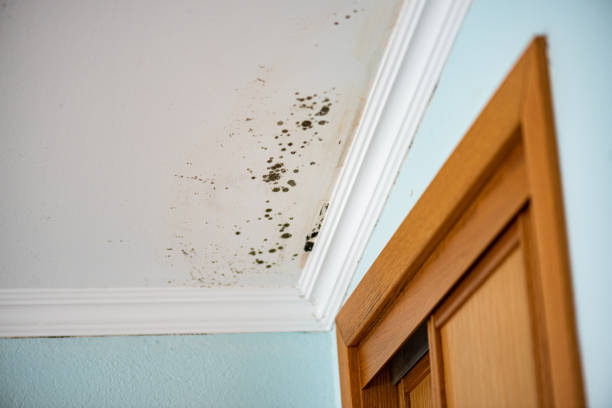 Attic Mold Removal in Stony Brook University, NY