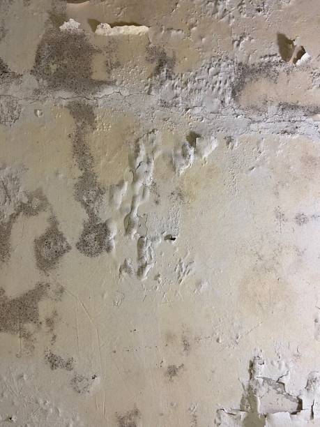 Best Commercial Mold Removal  in Sto Brook University, NY